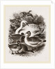 Group of Water Fowl by Anonymous