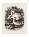 Group of Water Fowl by Anonymous