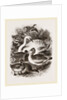 Group of Water Fowl by Anonymous