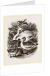 Group of Water Fowl by Anonymous