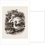 Group of Water Fowl by Anonymous