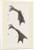 Feet of Water-bird by Anonymous
