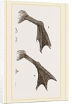 Feet of Water-bird by Anonymous