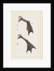 Feet of Water-bird by Anonymous