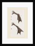 Feet of Water-bird by Anonymous
