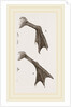 Feet of Water-bird by Anonymous