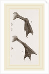 Feet of Water-bird by Anonymous