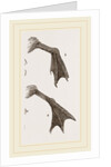 Feet of Water-bird by Anonymous