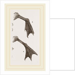 Feet of Water-bird by Anonymous