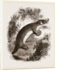 Ornithorhynchus by Anonymous