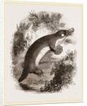 Ornithorhynchus by Anonymous