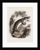 Ornithorhynchus by Anonymous