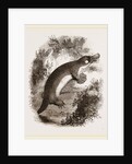 Ornithorhynchus by Anonymous