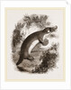 Ornithorhynchus by Anonymous