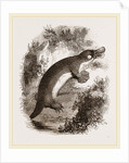 Ornithorhynchus by Anonymous