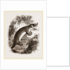 Ornithorhynchus by Anonymous