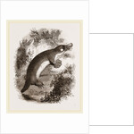 Ornithorhynchus by Anonymous