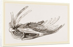 Breast-bone of Wild Swan by Anonymous