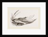Breast-bone of Wild Swan by Anonymous
