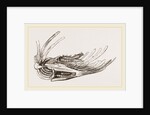 Breast-bone of Wild Swan by Anonymous