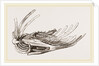 Breast-bone of Wild Swan by Anonymous