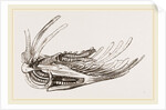 Breast-bone of Wild Swan by Anonymous