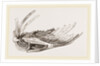 Breast-bone of Wild Swan by Anonymous