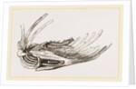 Breast-bone of Wild Swan by Anonymous