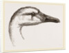 Head of Bewick's Swan by Anonymous