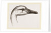 Head of Bewick's Swan by Anonymous