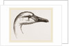 Head of Bewick's Swan by Anonymous