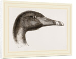 Head of Black Swan by Anonymous
