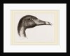 Head of Black Swan by Anonymous