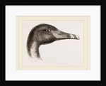 Head of Black Swan by Anonymous
