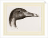 Head of Black Swan by Anonymous