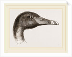Head of Black Swan by Anonymous