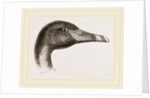 Head of Black Swan by Anonymous