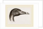 Head of Black Swan by Anonymous