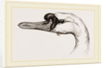 Head of Tame Swan by Anonymous