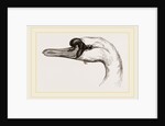 Head of Tame Swan by Anonymous
