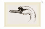 Head of Tame Swan by Anonymous