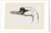 Head of Tame Swan by Anonymous