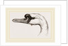 Head of Tame Swan by Anonymous