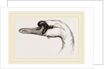 Head of Tame Swan by Anonymous