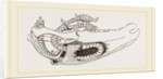Breast-bone of Wild Swan by Anonymous