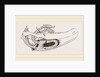 Breast-bone of Wild Swan by Anonymous