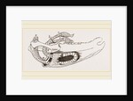 Breast-bone of Wild Swan by Anonymous