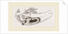 Breast-bone of Wild Swan by Anonymous