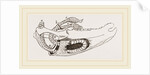 Breast-bone of Wild Swan by Anonymous