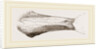 Bill of Malacorhynchus by Anonymous